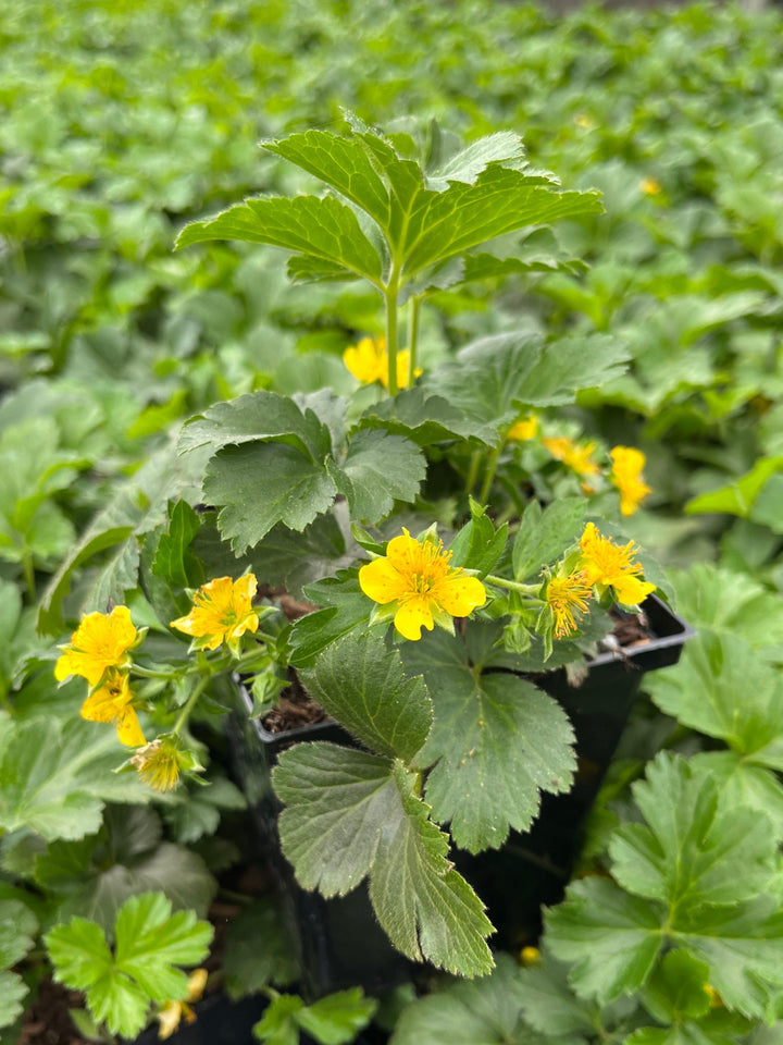 Geum fragaroides (Waldsteinia fragaroides) (Appalachian Barren Strawberry)