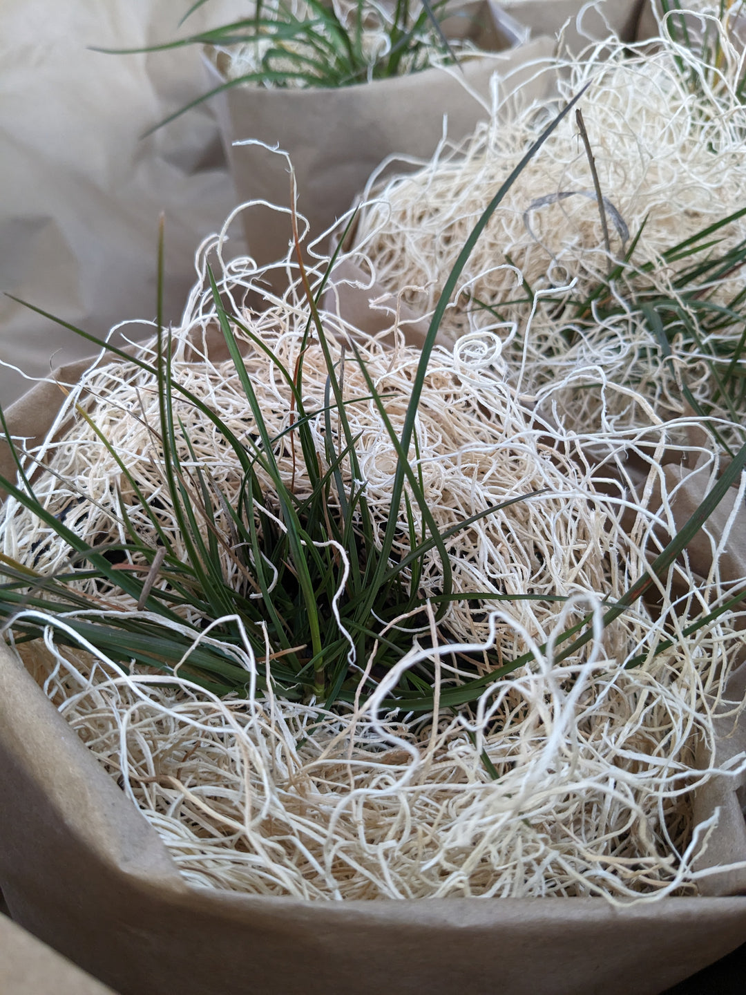 Tussock sedge (Carex stricta)