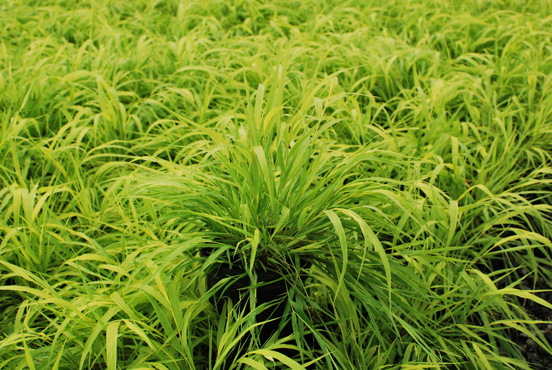 Hakonechloa macra 'All Gold' (Japanese Forest Grass/Hakone Grass)