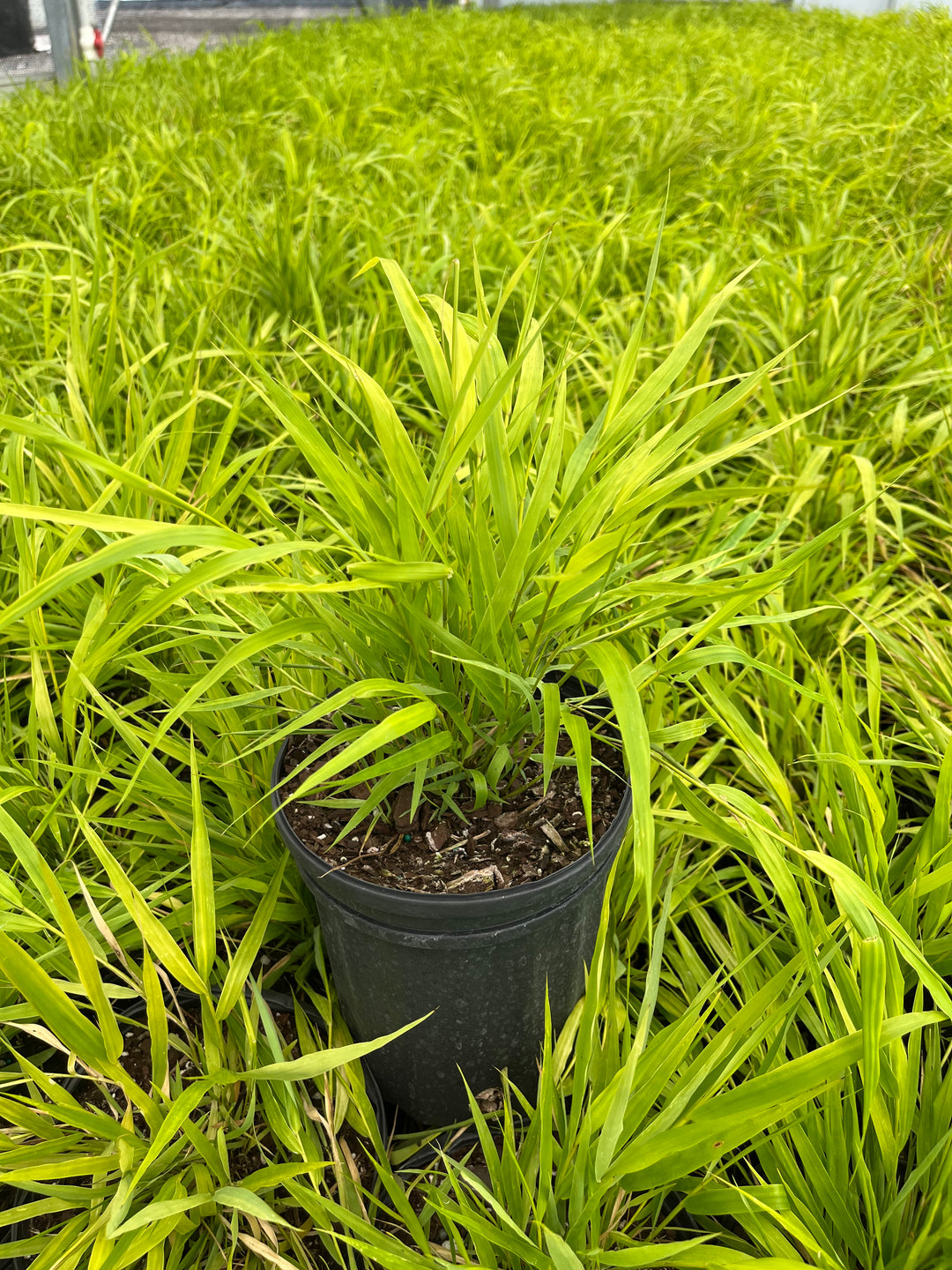 Hakonechloa macra 'All Gold' (Japanese Forest Grass/Hakone Grass)