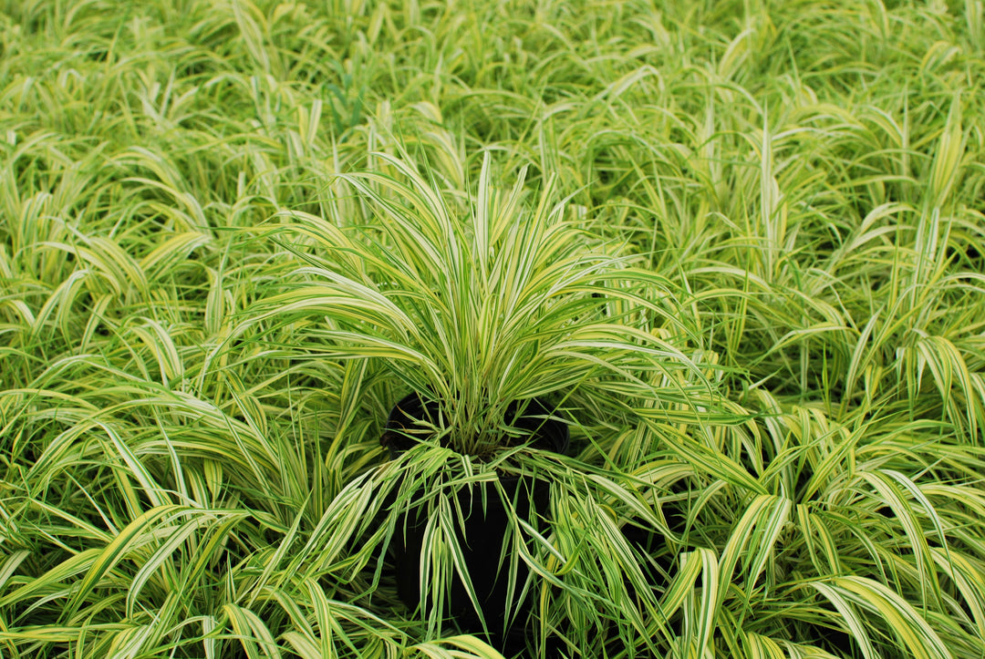 Hakonechloa macra 'Aureola' (Japanese Forest Grass/Hakone Grass)