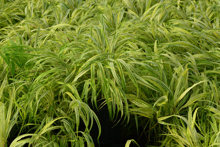 Hakonechloa macra 'Aureola' (Japanese Forest Grass/Hakone Grass)