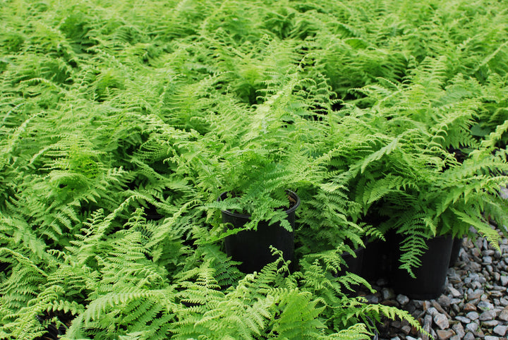 Dennstaedtia punctilobata (Hayscented Fern)