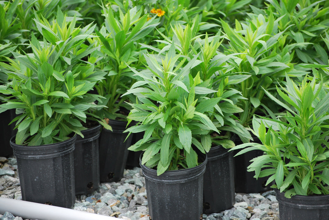 Helenium autumnale Mariachi™ 'Fuego' (Helen's Flower, Sneezeweed)