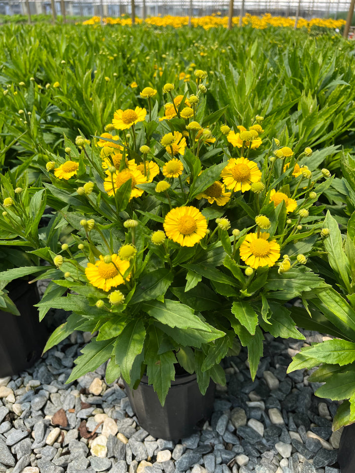 Helenium autumnale Mariachi™ 'Sombrero' (Helen's Flower, Sneezeweed)