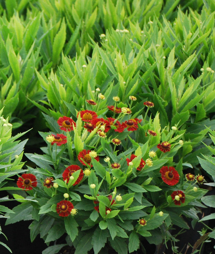 Helenium autumnale Mariachi™ 'Salsa' (Helen's Flower, Sneezeweed)