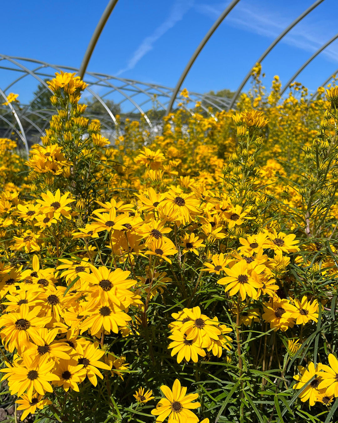 Helianthus s. ‘Autumn Gold’ (Willowleaf Sunflower)