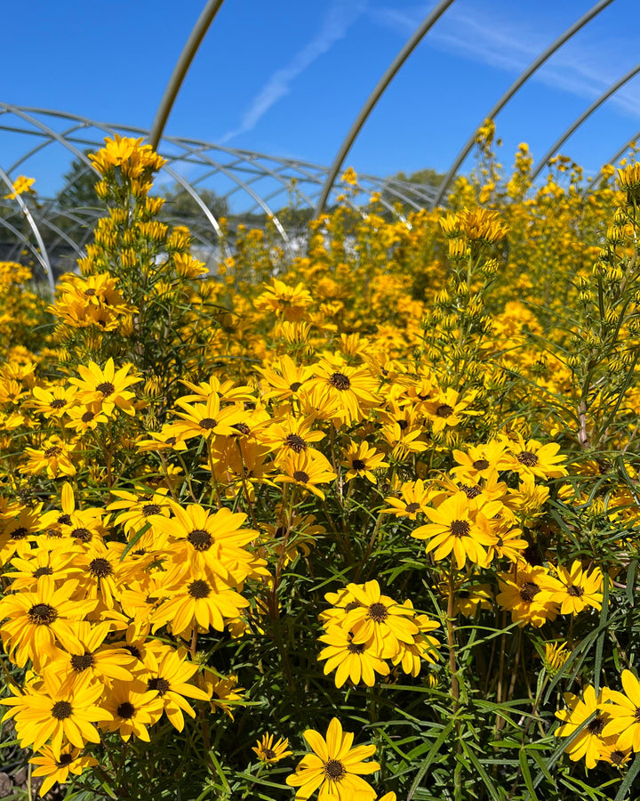 Helianthus s. ‘Autumn Gold’ (Willowleaf Sunflower)