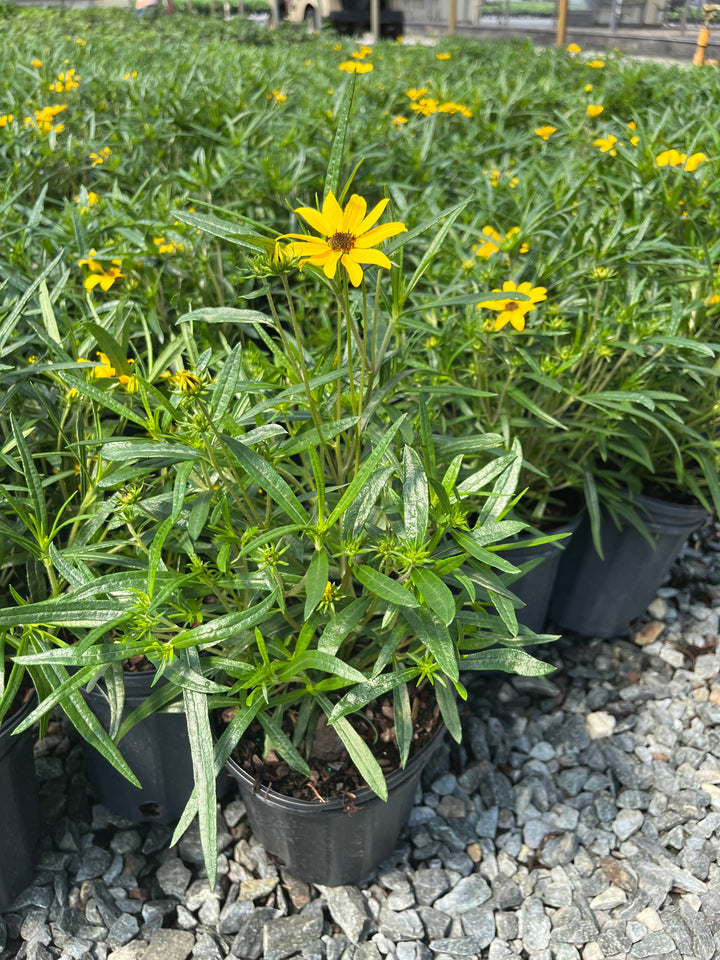 Helianthus s. ‘Autumn Gold’ (Willowleaf Sunflower)