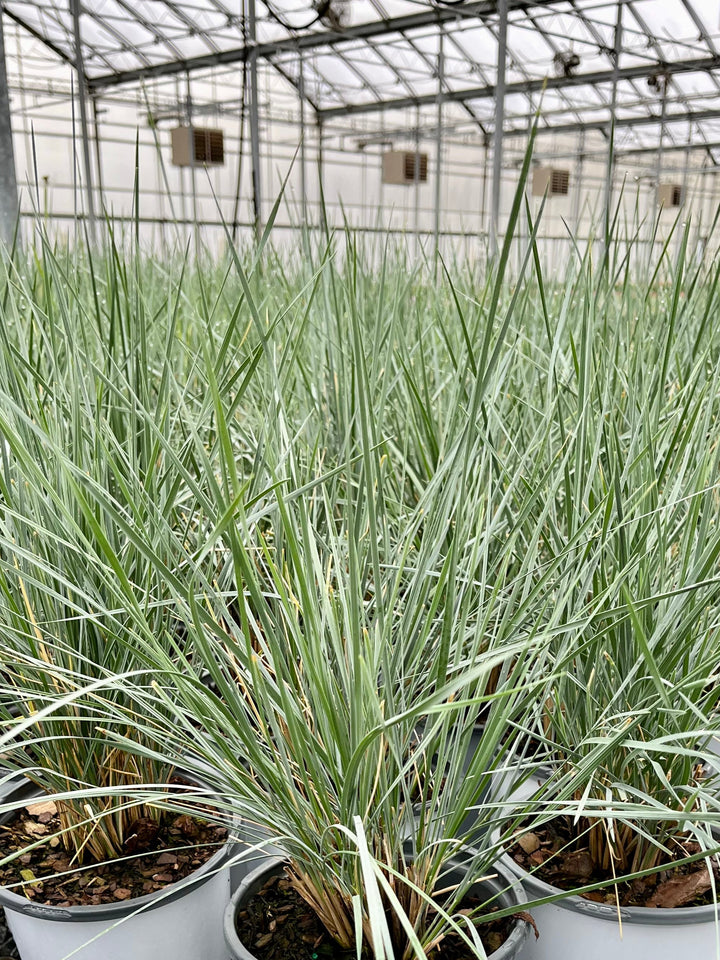 Helictotrichon sempervirens (Blue Oats Grass)