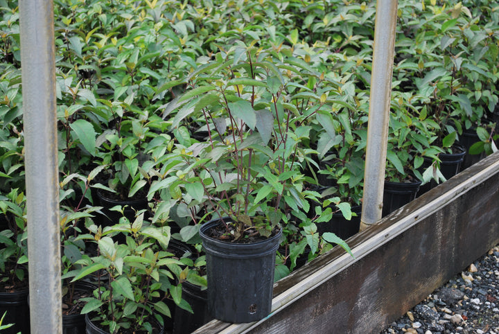 Heliopsis helianthoides var. scabra 'Burning Hearts' (False Sunflower)