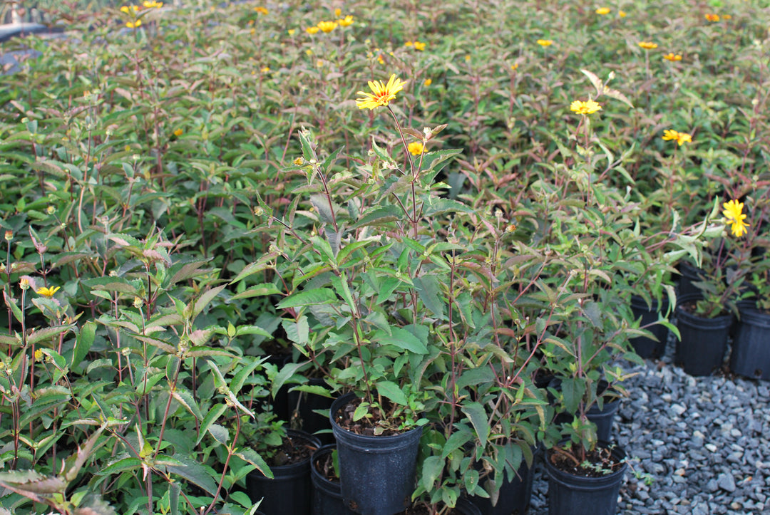 Heliopsis helianthoides var. scabra 'Burning Hearts' (False Sunflower)