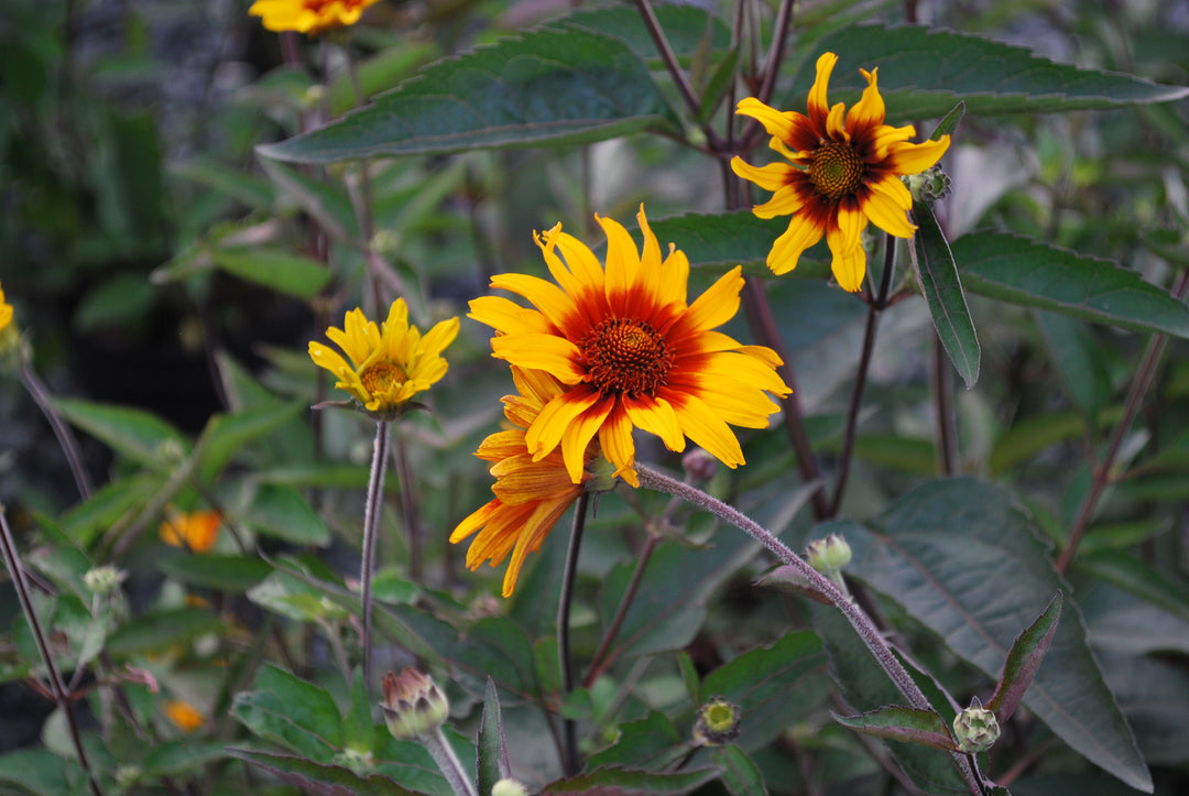 Heliopsis helianthoides var. scabra 'Burning Hearts' (False Sunflower)