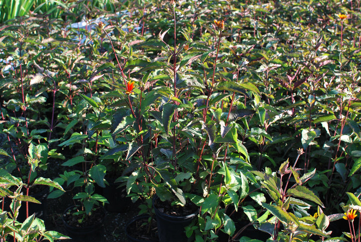 Heliopsis helianthoides var. scabra 'Burning Hearts' (False Sunflower)