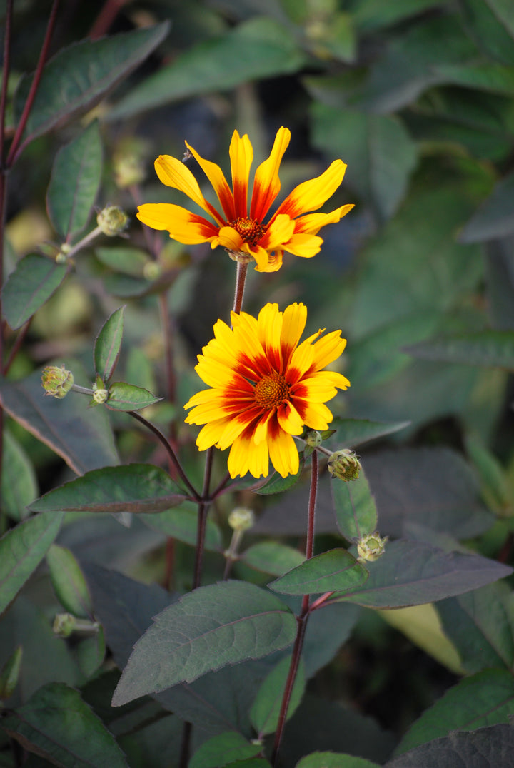 Heliopsis helianthoides var. scabra 'Burning Hearts' (False Sunflower)