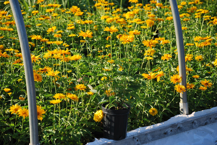 Heliopsis helianthoides 'Summer Sun' (False Sunflower)