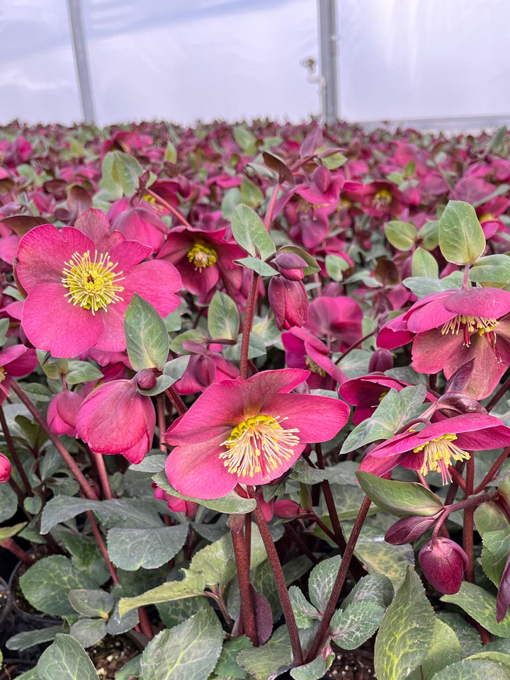 Helleborus x Frostkiss® Anna's Red (Lenten Rose)