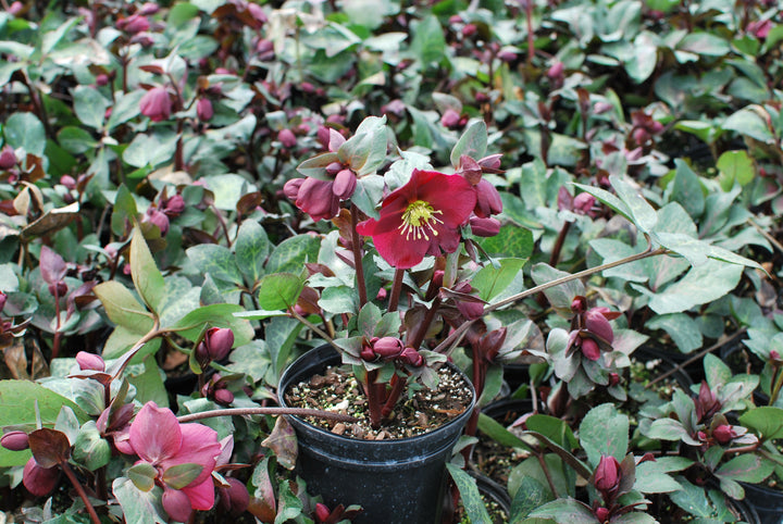 Helleborus x Frostkiss® Anna's Red (Lenten Rose)