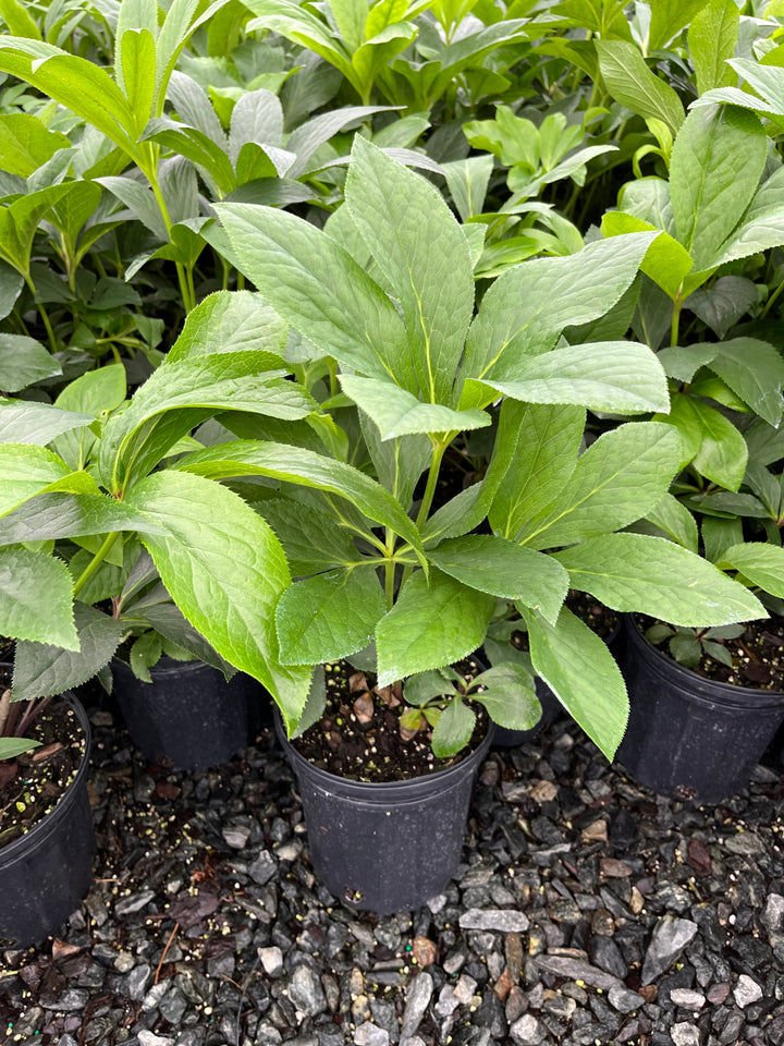 Helleborus orientalis 'Brandywine' (Lenten Rose)