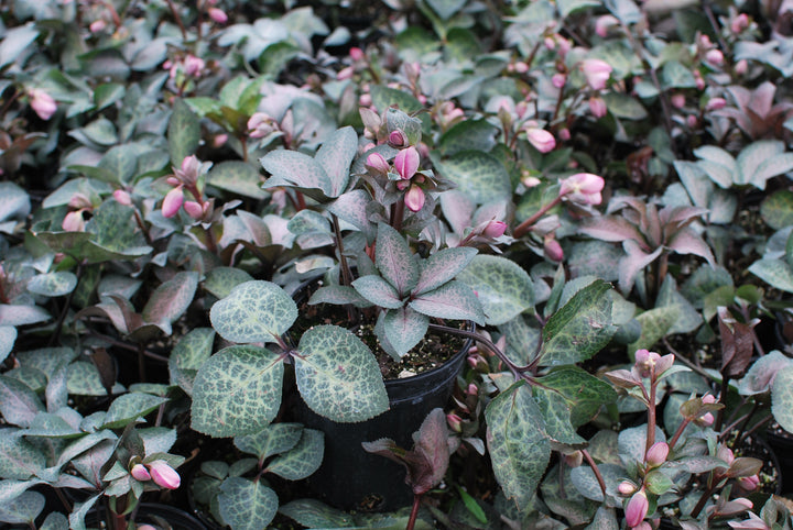 Helleborus x Frostkiss® Dorothy's Dawn® (Lenten Rose)