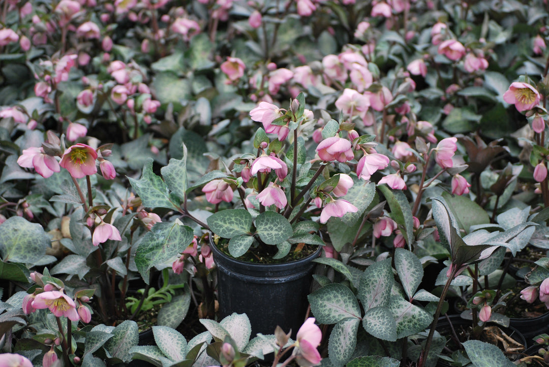 Helleborus x Frostkiss® Dorothy's Dawn® (Lenten Rose)