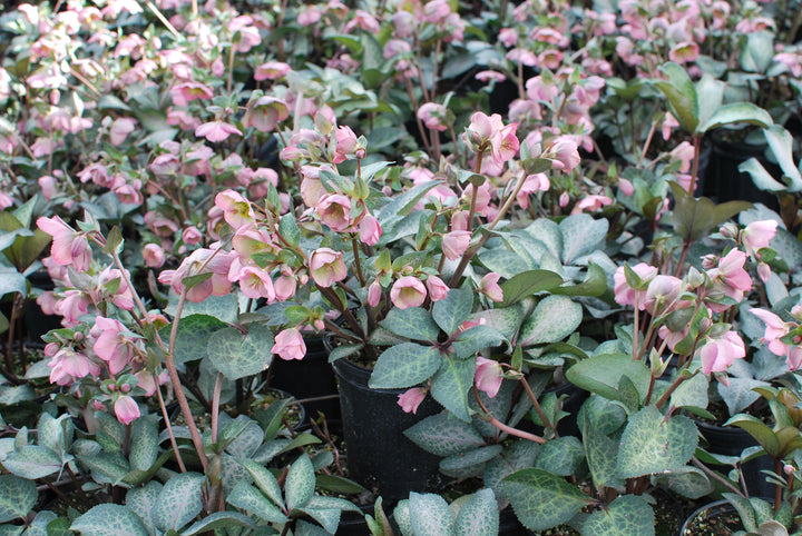 Helleborus x Frostkiss® Dorothy's Dawn® (Lenten Rose)