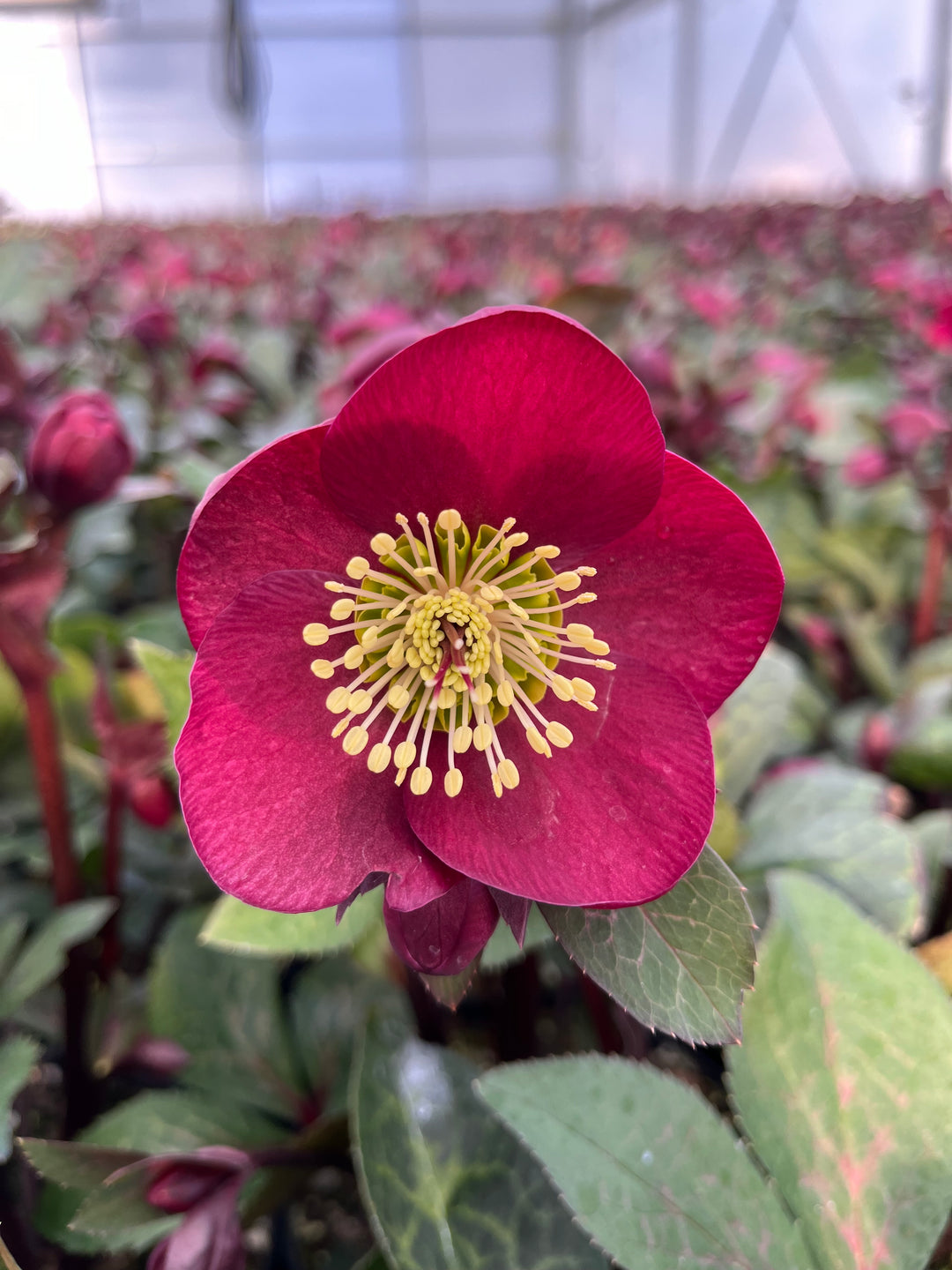 Helleborus x Frostkiss® Anna's Red (Lenten Rose)