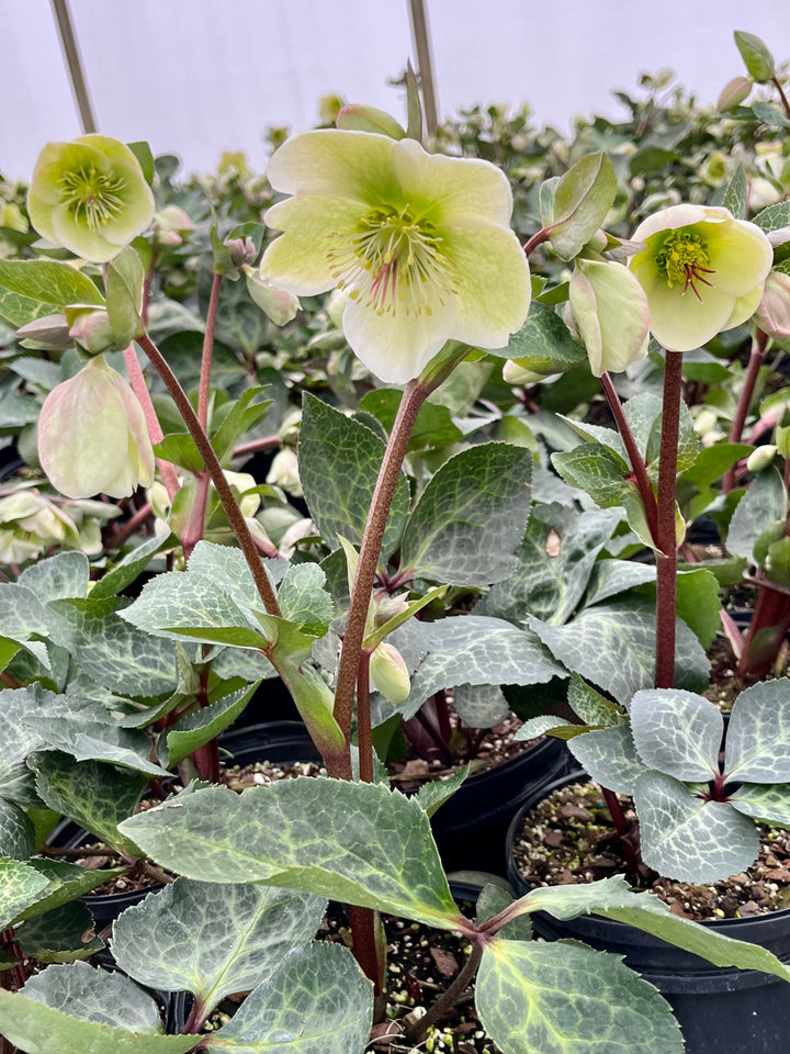 Helleborus x Frostkiss® Moondance™ (Lenten Rose)