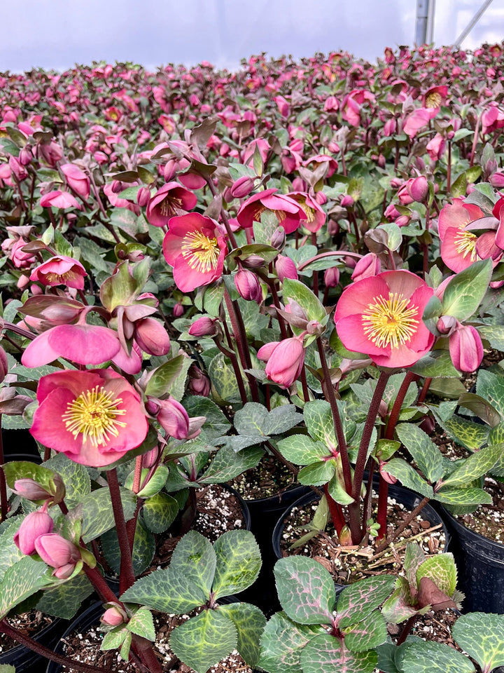 Helleborus x Frostkiss® Penny's Pink (Lenten Rose)