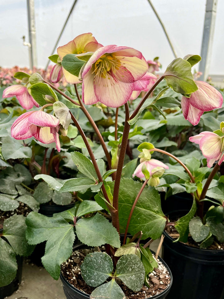 Helleborus HGC® Ice N' Roses® Picotee (Helleborus Gold Collection® Lenten Rose)