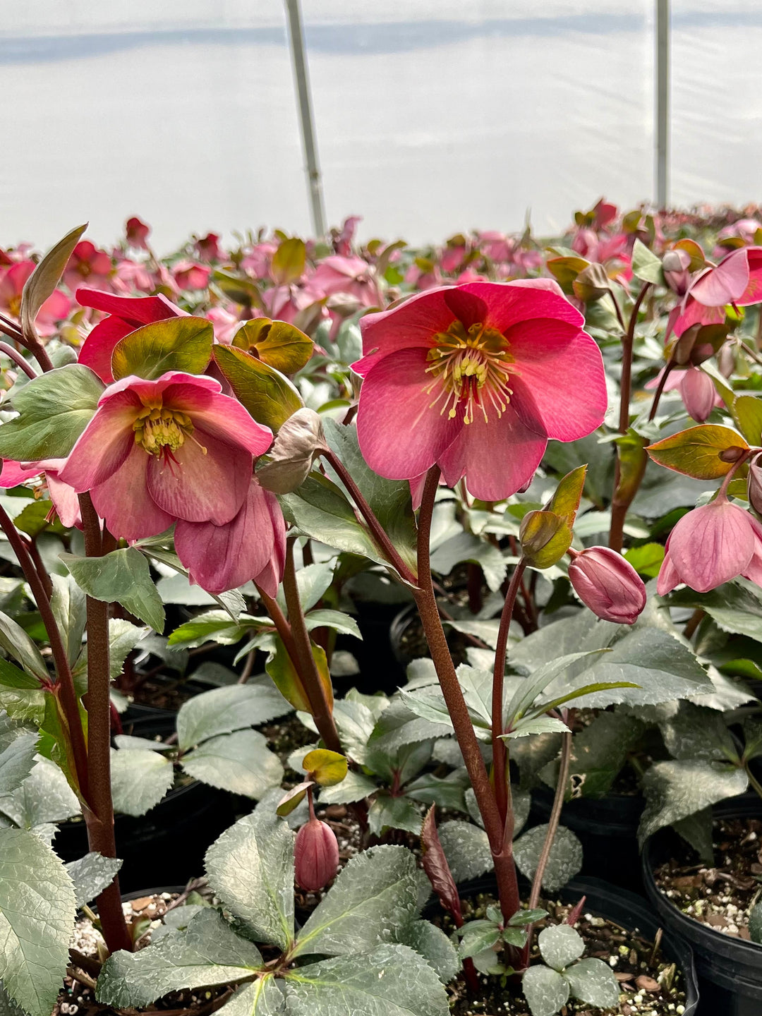 Helleborus HGC® Ice N' Roses® Rose (Helleborus Gold Collection® Lenten Rose)