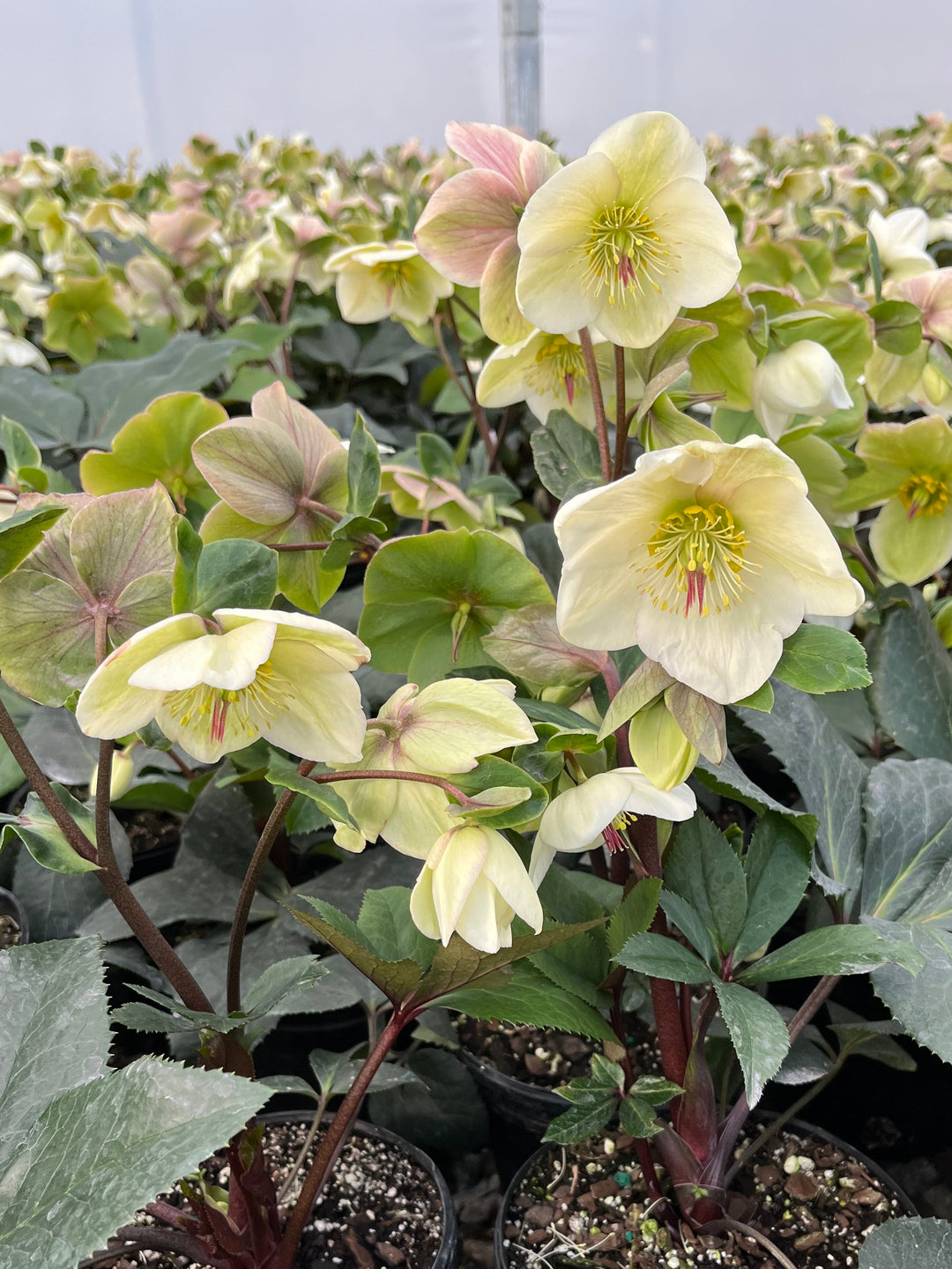 Helleborus HGC® Ice N' Roses® White (Helleborus Gold Collection® Lenton Rose)