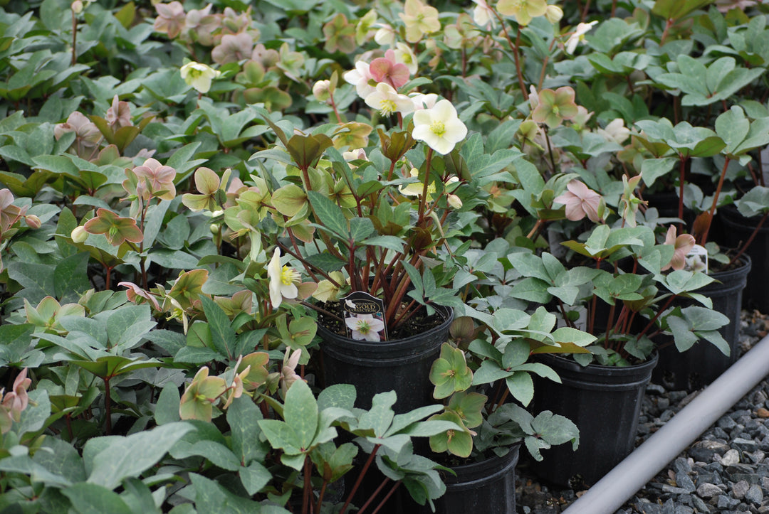 Helleborus 'Ivory Prince' (Lenten Rose)