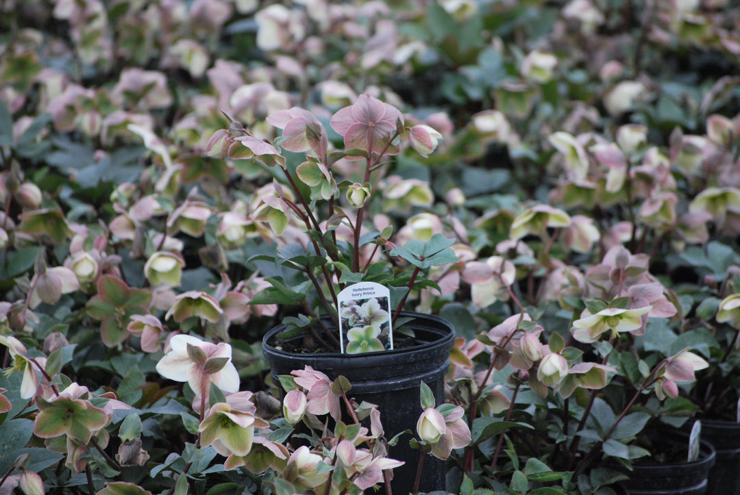 Helleborus 'Ivory Prince' (Lenten Rose)