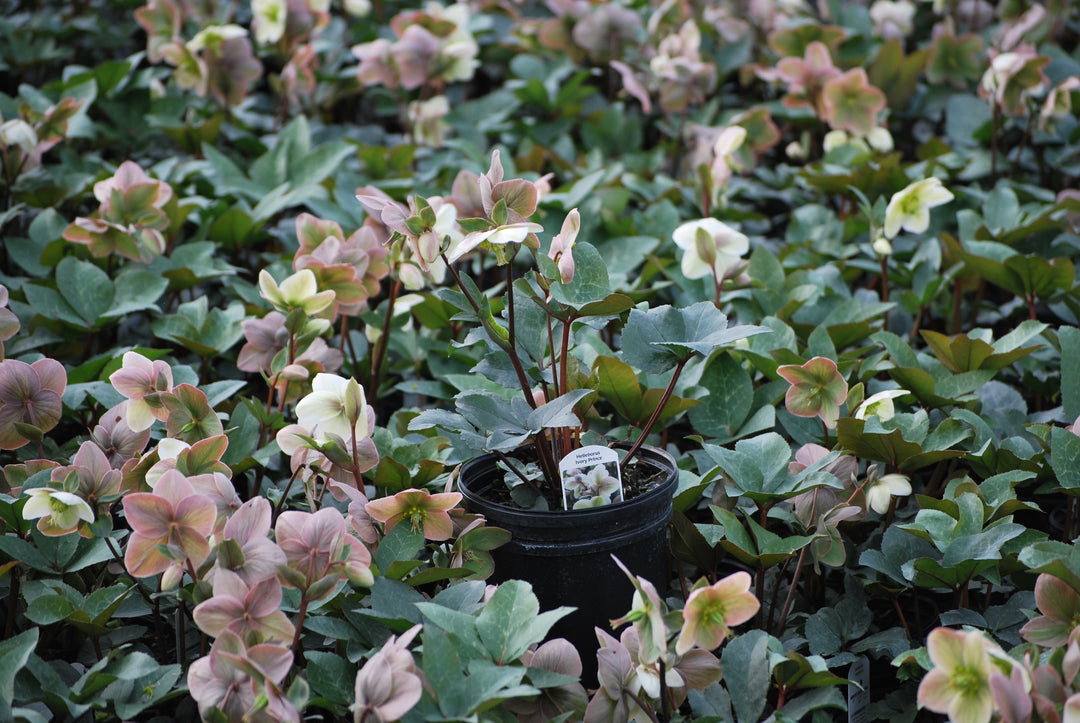 Helleborus 'Ivory Prince' (Lenten Rose)