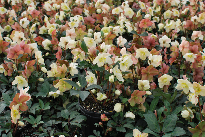 Helleborus HGC® 'Mahogany Snow' (Helleborus Gold Collection® Lenten Rose)