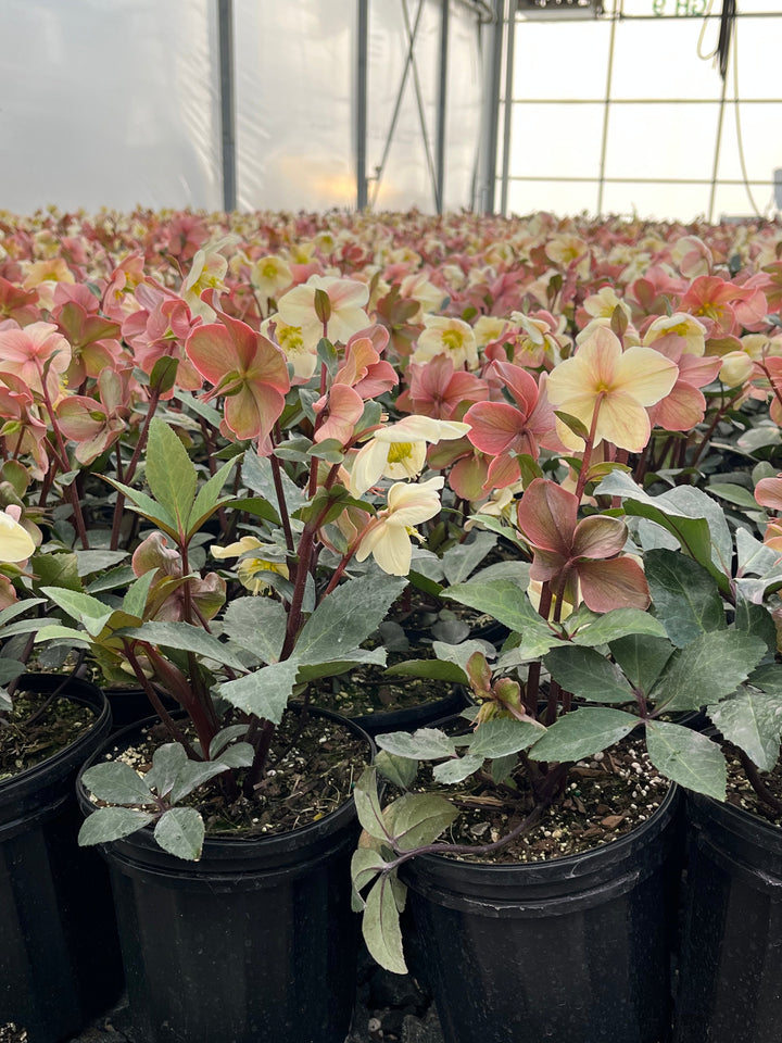 Helleborus HGC® 'Mahogany Snow' (Helleborus Gold Collection® Lenten Rose)