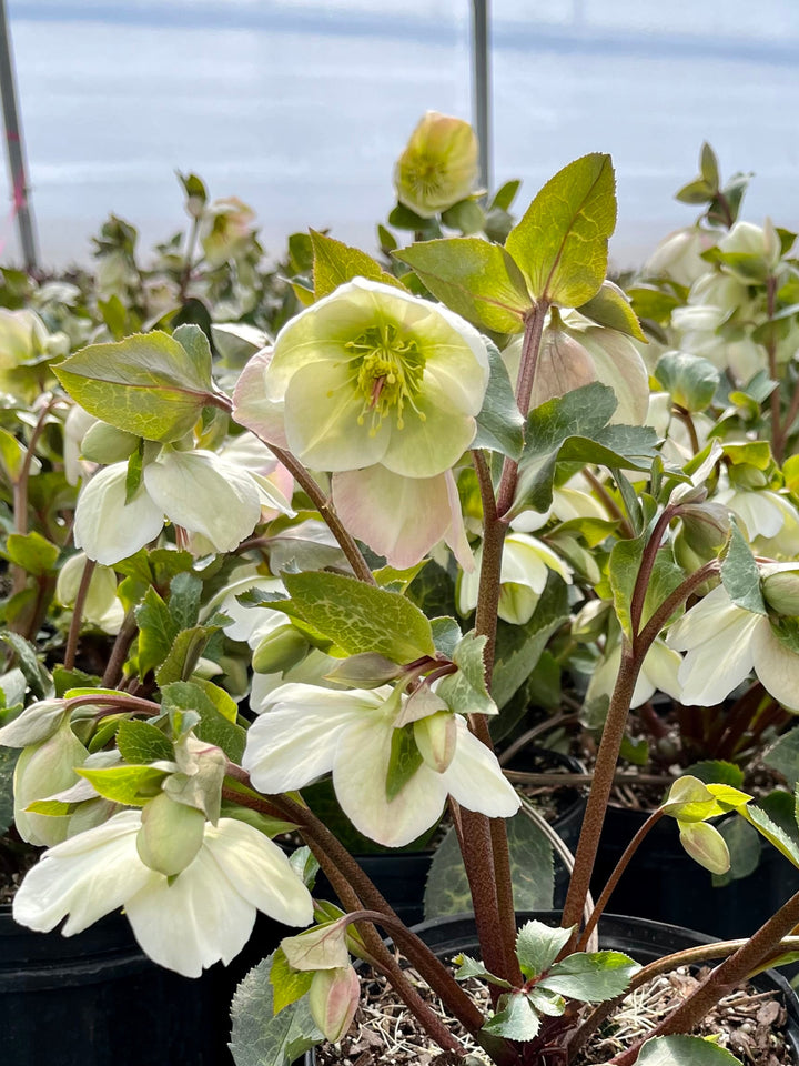 Helleborus x Frostkiss® Molly's White (Lenten Rose)