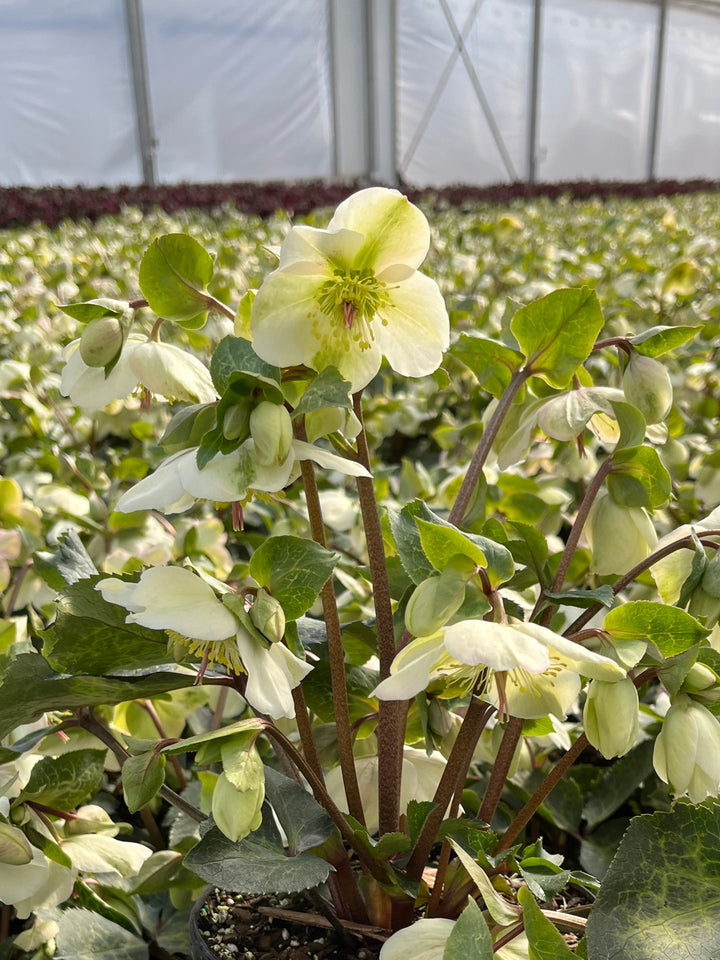 Helleborus x Frostkiss® Molly's White (Lenten Rose)