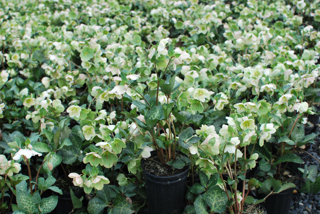 Helleborus x Frostkiss® Molly's White (Lenten Rose)