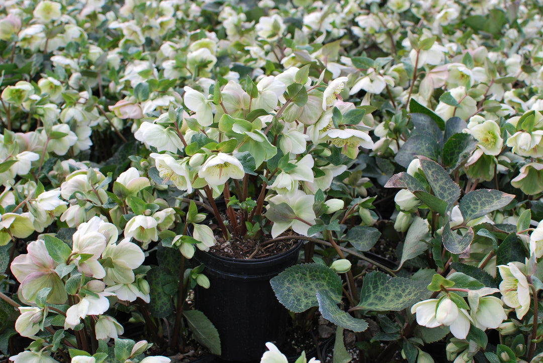 Helleborus x Frostkiss® Moondance™ (Lenten Rose)