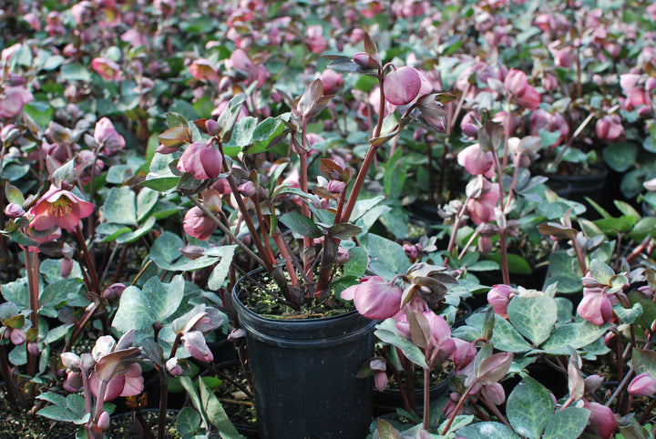 Helleborus x Frostkiss® Penny's Pink (Lenten Rose)