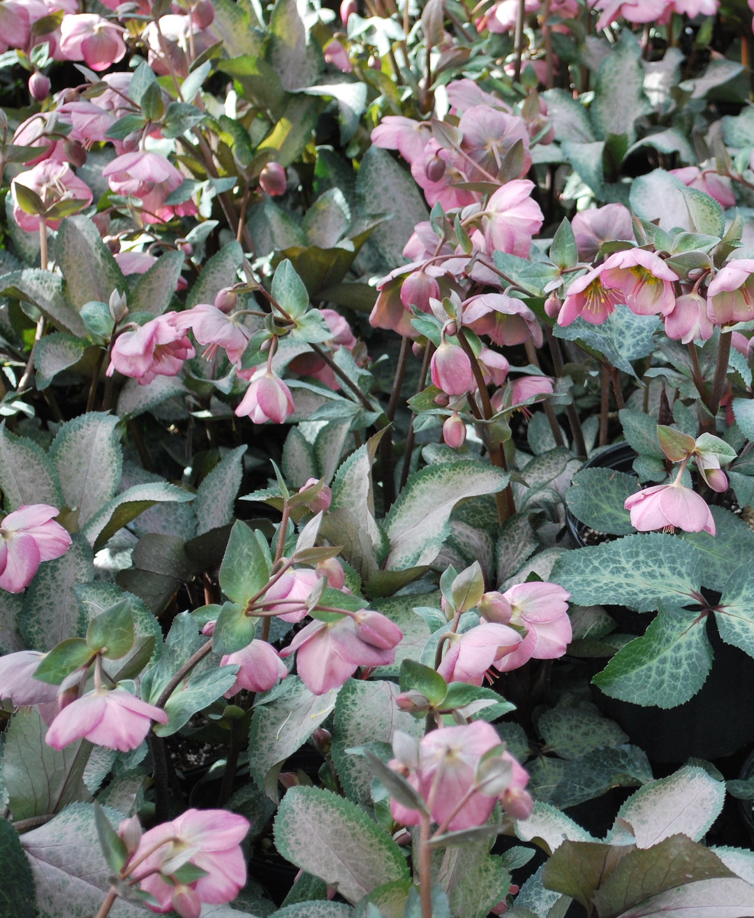 Helleborus x Frostkiss® Penny's Pink (Lenten Rose)