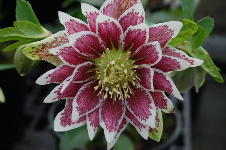 Helleborus W.J. Painted Doubles’ (Winter Jewels® Series Lenten Rose)