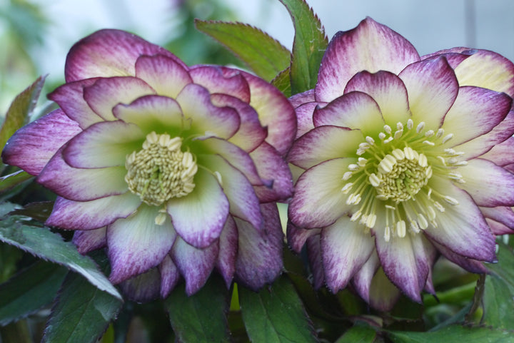 Helleborus W.J. ‘Rose Quartz’ (Winter Jewels® Series Lenten Rose)