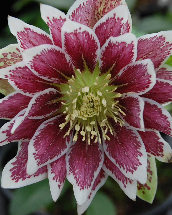 Helleborus W.J. Painted Doubles’ (Winter Jewels® Series Lenten Rose)