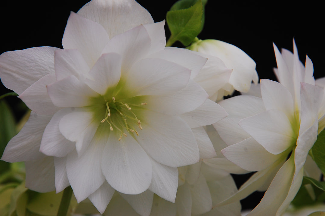 Helleborus W.J. 'Sparkling Diamond' (Winter Jewels® Series Lenten Rose)