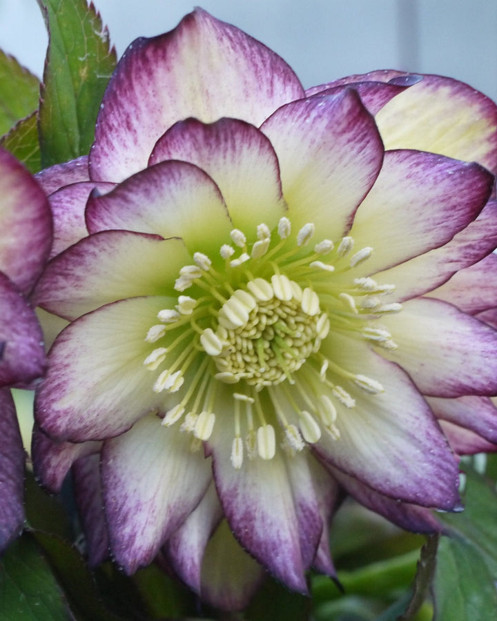 Helleborus W.J. ‘Rose Quartz’ (Winter Jewels® Series Lenten Rose)