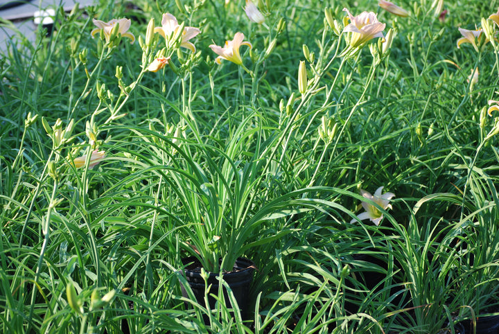 Hemerocallis 'Catherine Woodbury' (Daylily)