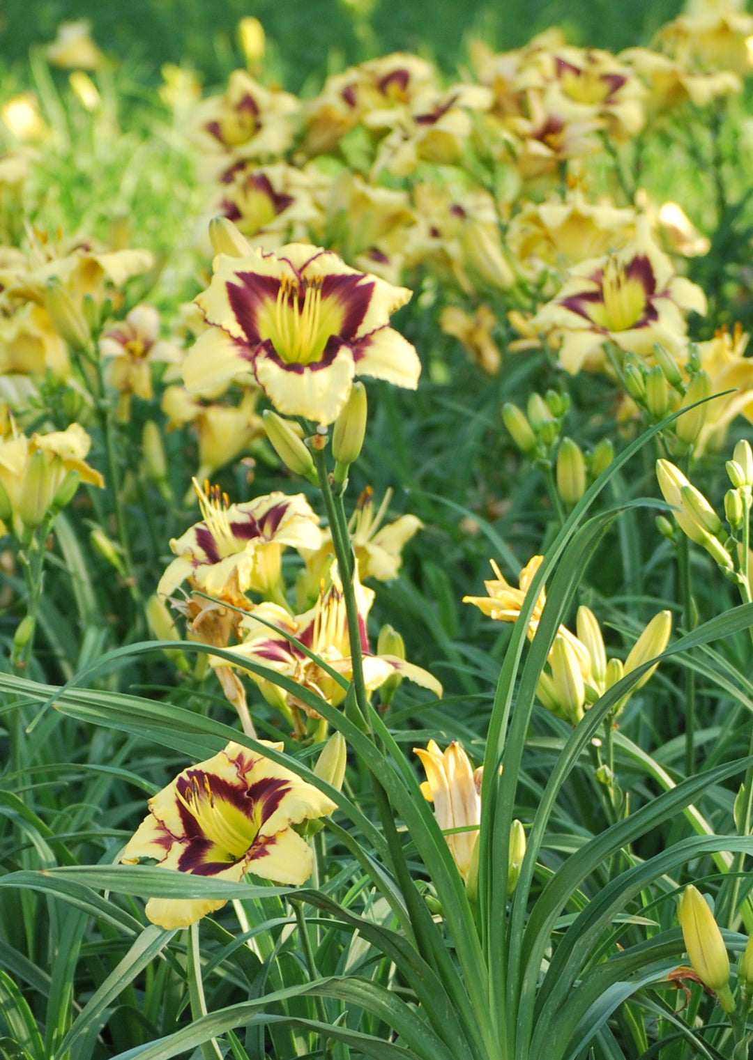 Hemerocallis 'El Desperado' (Daylily)